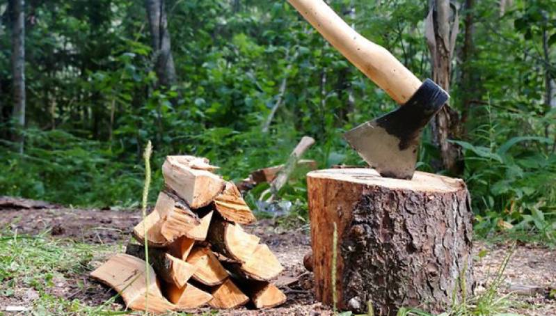 В Киевской области – массовые вырубки леса. Ущерб составил 13 миллионов гривен