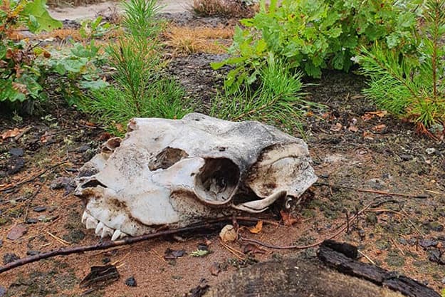 Под Киевом в лесу пользовательница соцсети нашла череп неизвестного существа