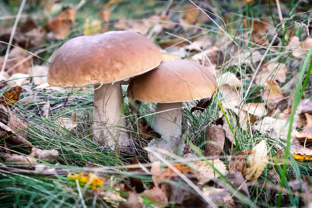 В Киевской области местная жительница съела лесные грибы и скончалась от отравления