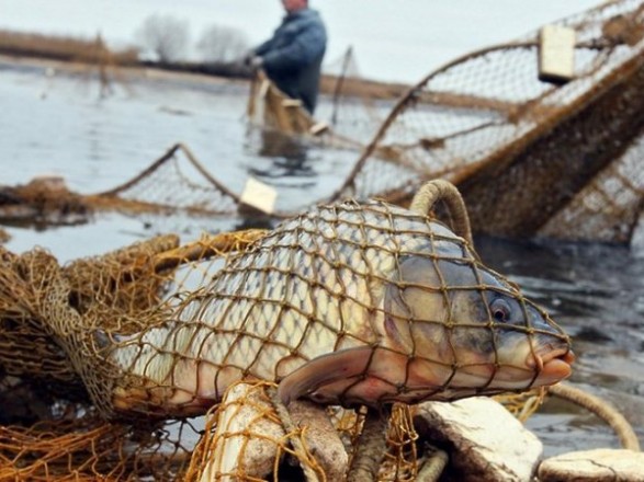 В Киевской области преступная группа организовала незаконный вылов рыбы