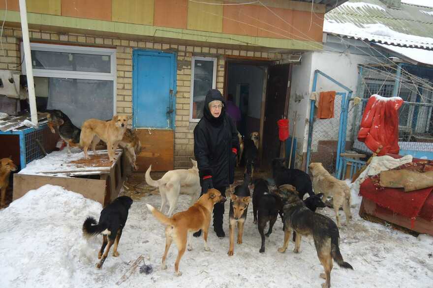 В Киеве более тысячи собак могут оказаться на улице