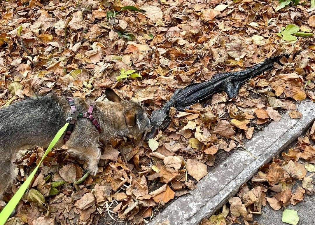 В Киеве в лесопосадке обнаружили крокодила