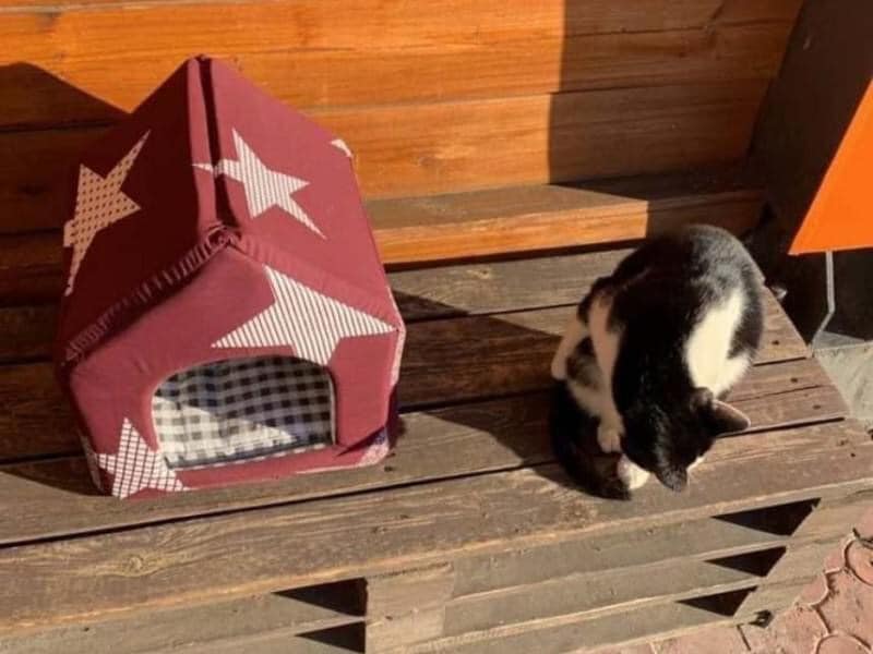 В Киеве на Оболони посетительница кофе украла домик у кота