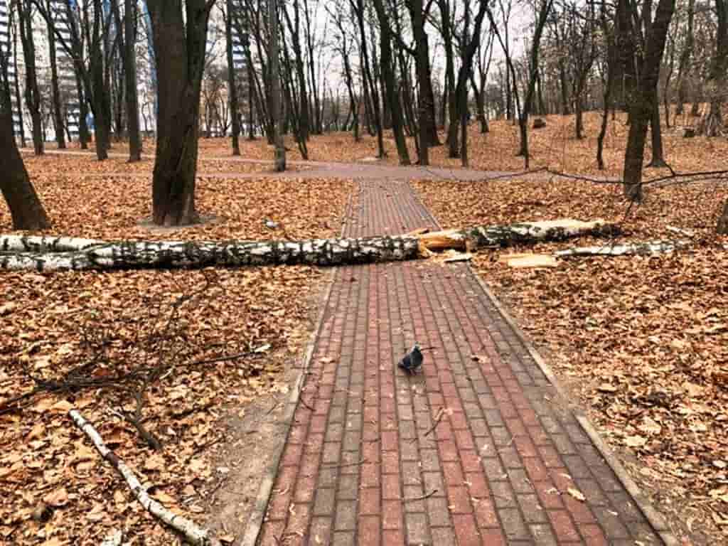 Более 120-ти деревьев были повреждены в Киеве на выходные во время непогоды