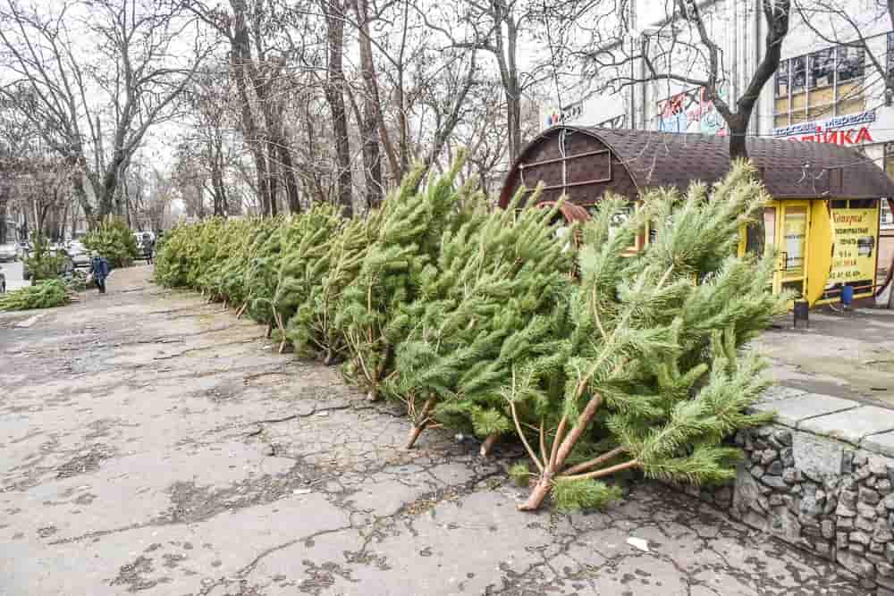 В Киеве планируется открытие елочных базаров. Одно торговое место будет стоить 5 тысяч гривен