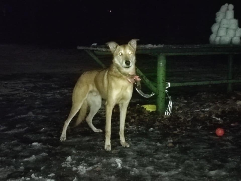 Киевлянка привязала собаку к лавочке в парке и уехала на заработки в Польшу