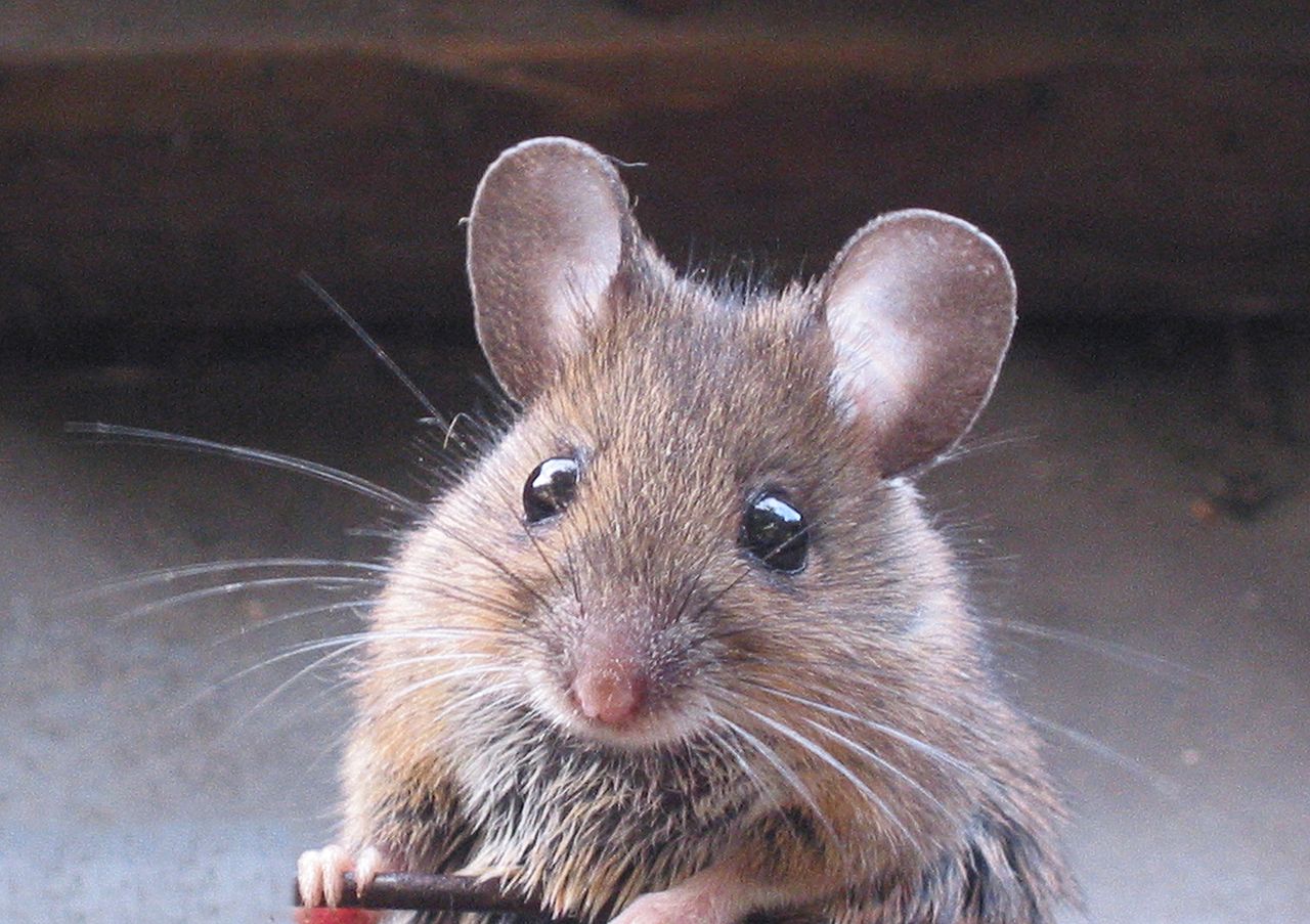В киевском магазине на витрине была замечена мышь (видео)