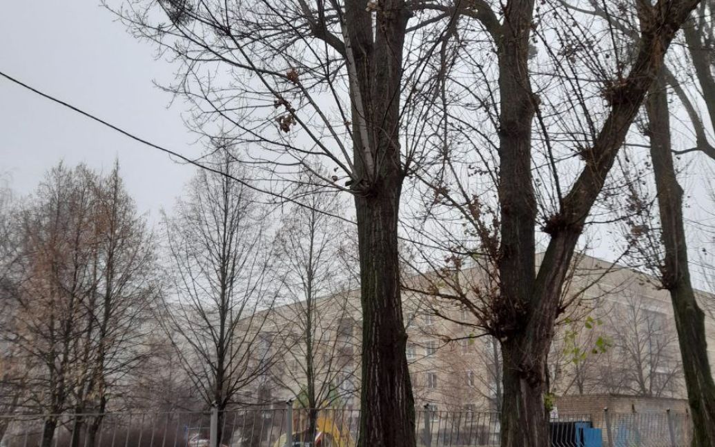 На территории киевской школы на мать ученика упало дерево