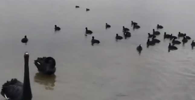 На Дарницком озере появились черные лебеди
