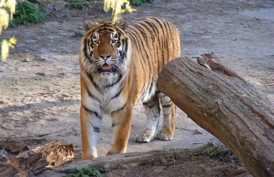 В Киевском зоопарке тигры будут отмечать новый год в праздничных домиках (видео)