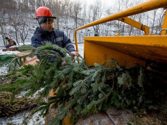 В Киеве откроют пункты приема использованных новогодних елок