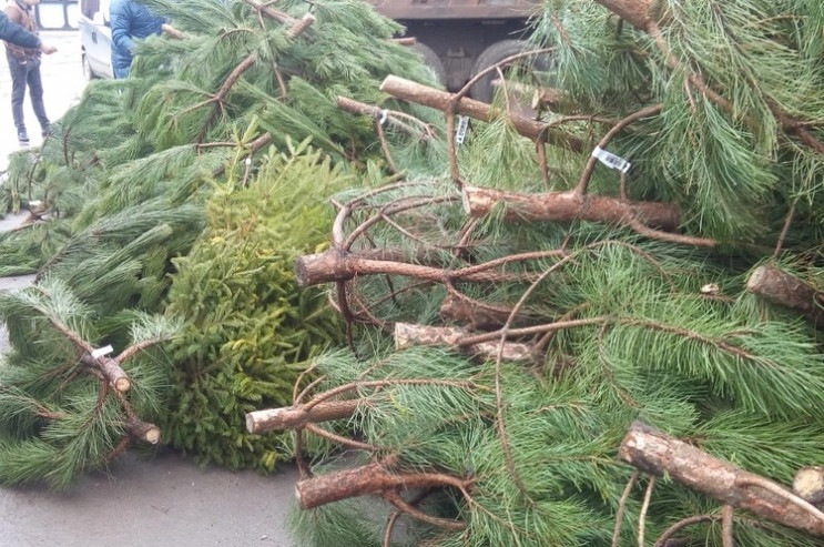 В Днепровском районе Киева появилась свалка брошенных елок