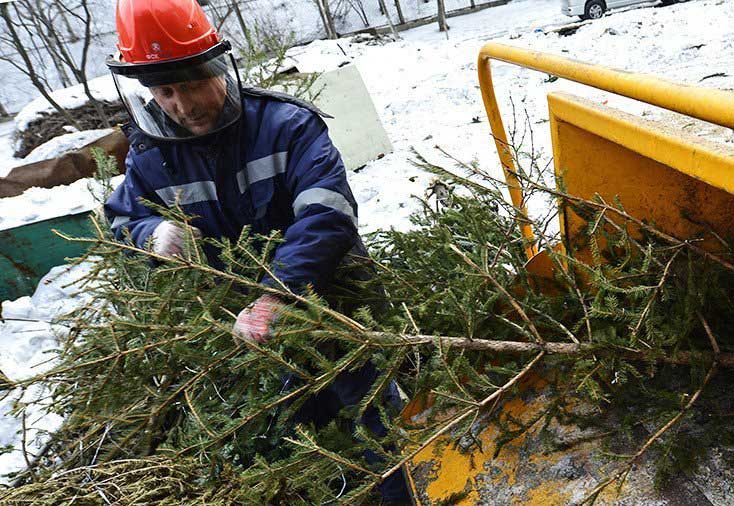 Завтра в Киеве начнут работать пункты утилизации новогодних елок