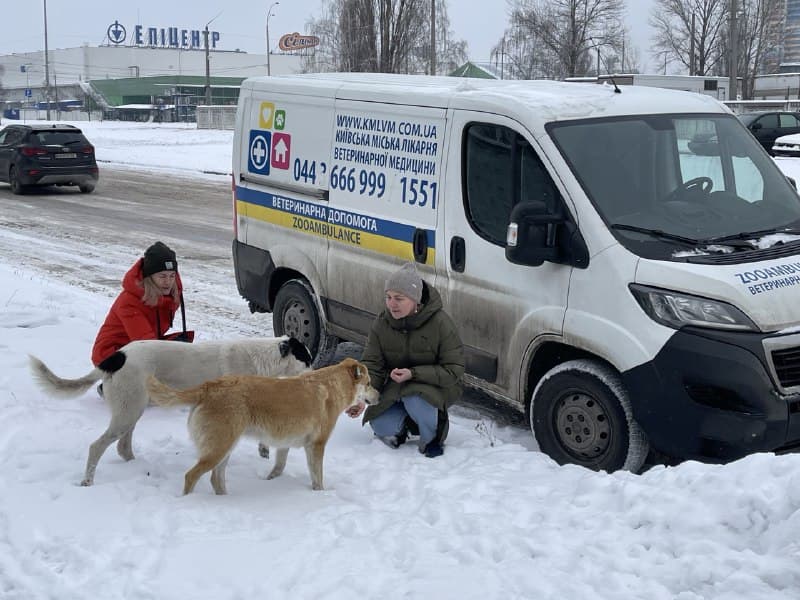 Киевские коммунальщики накормили около сотни бездомных собак