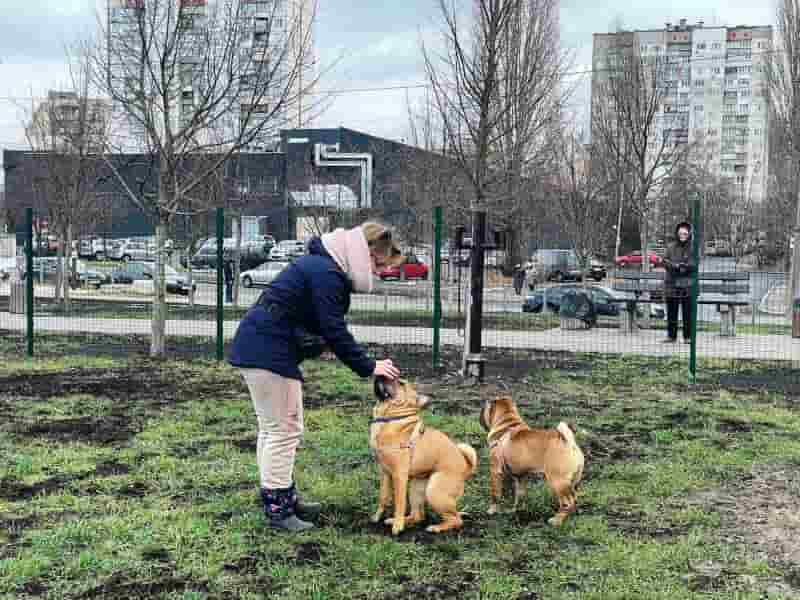 В Киеве создали девять новых площадок для выгула и дрессировки животных 
