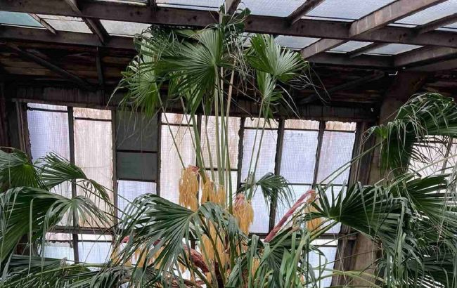 В Киеве в ботаническом саду расцвела старейшая в Европе пальма Ливистона 