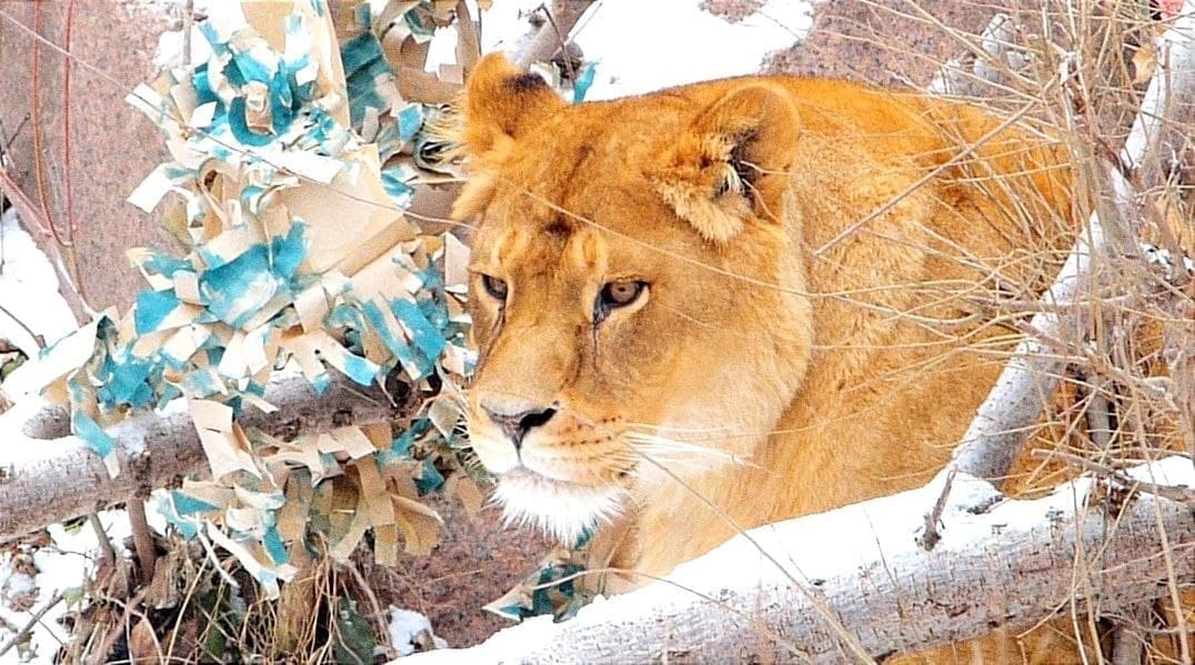 В Киевском зоопарке отметят день рождения львов (фото)