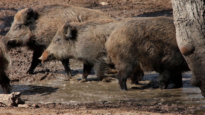 В Киевской области у диких свиней обнаружили африканскую чуму
