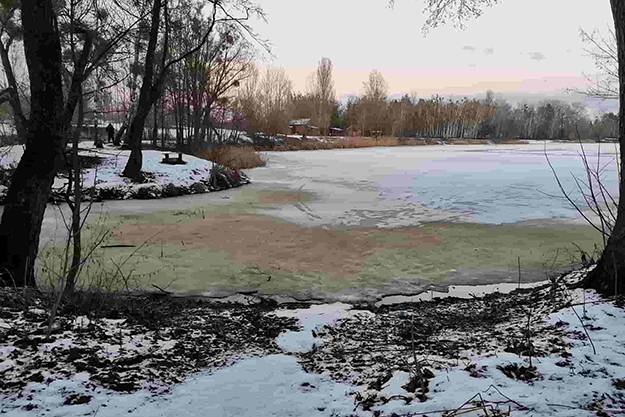 В водоеме в Ворзеля пожелтела вода (фото)