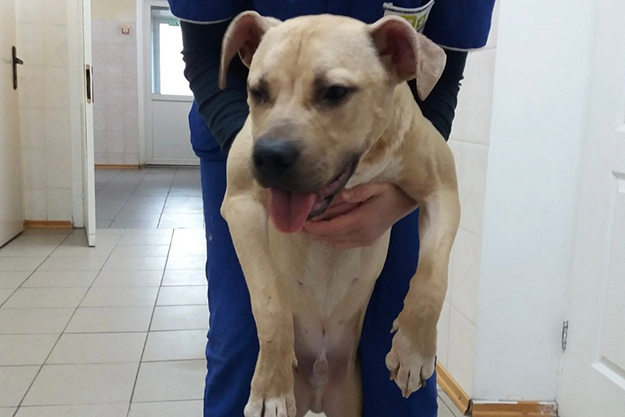 Киевские волонтеры нашли собаку и разыскивают хозяина