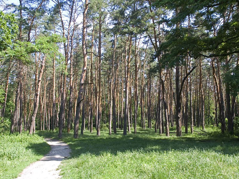 В Киеве на период действия военного положения запрещено посещение столичных лесов