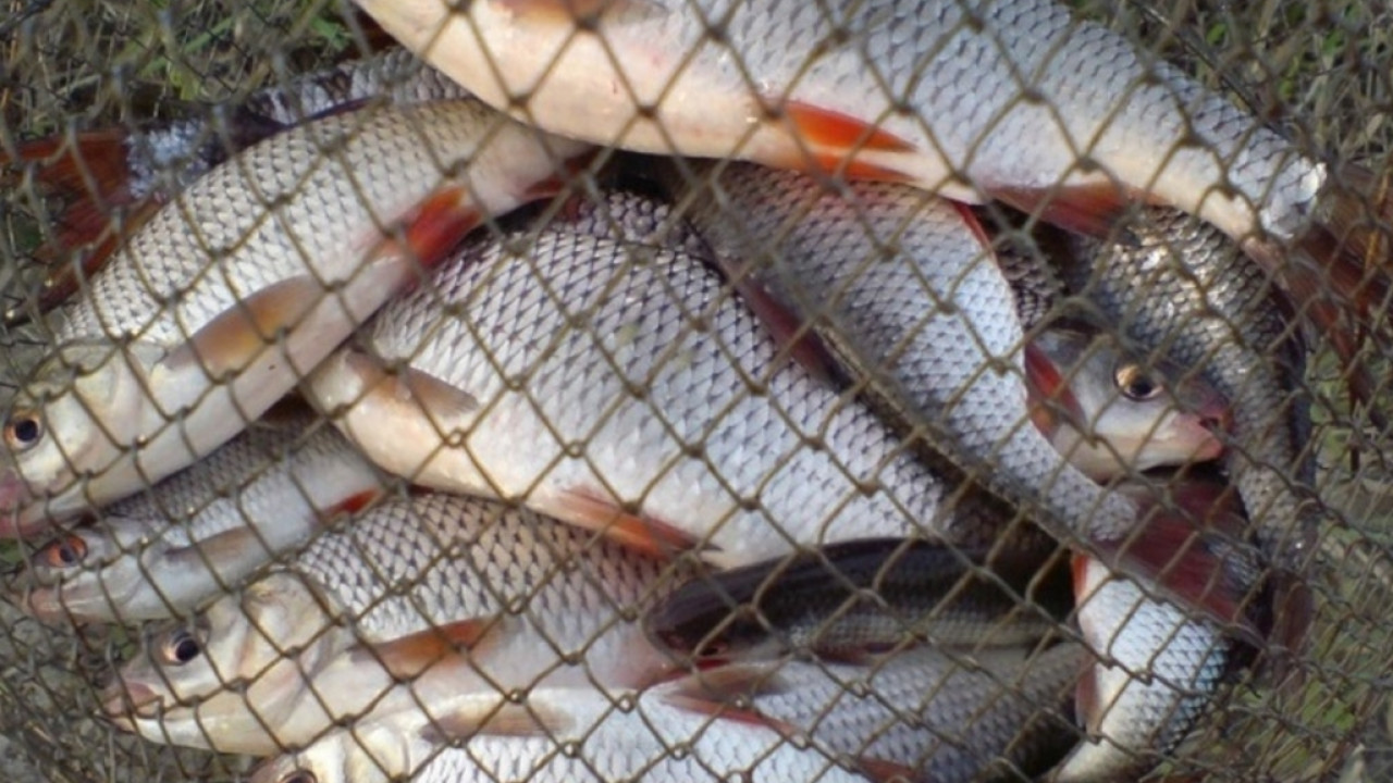В Киевской области полицейские отобрали у браконьеров 160 килограммов рыбы и передали улов на нужды ВСУ