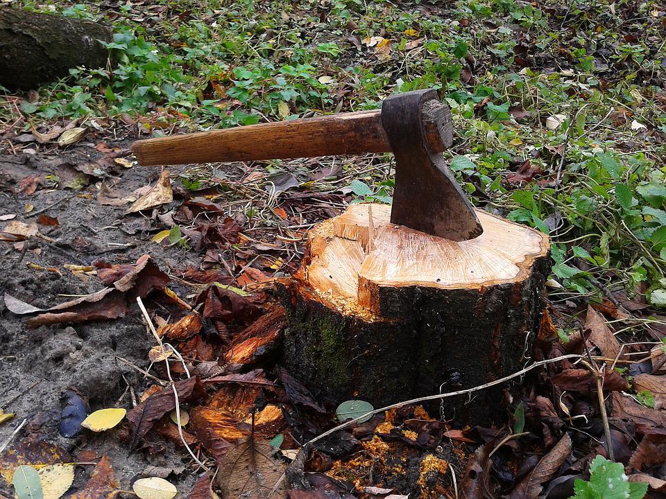 В Киевской области черные лесорубы нанесли ущерб в размере 263 тысяч гривен