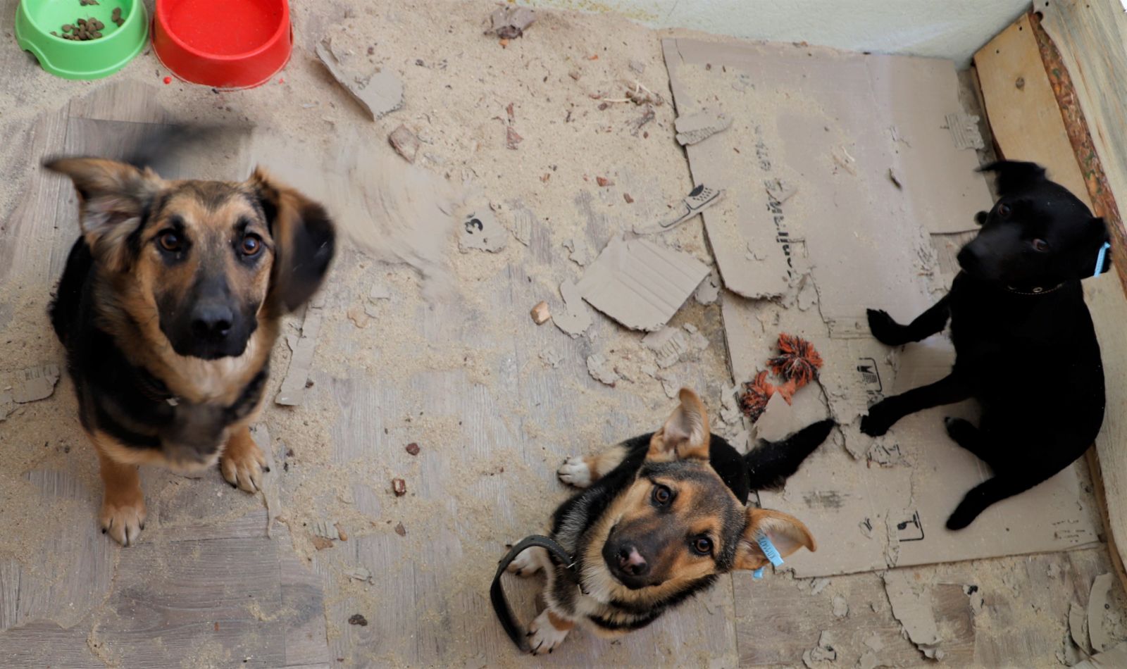 В Киеве на территории ВДНХ работает временное убежище для животных (фото)
