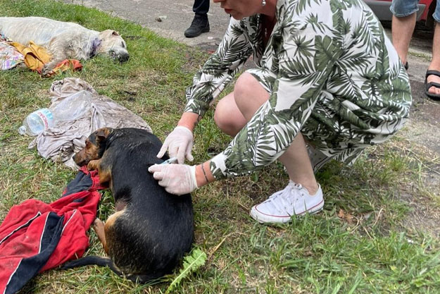 В Голосеевском районе Киева обнаружили трупы собак. На месте происшествия работали ветеринары и правоохранители