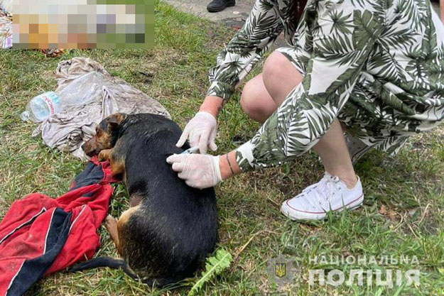 Правоохранители Киева начали уголовное производство по факту жесткого обращения с собаками