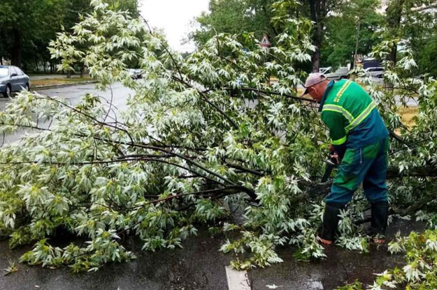В Киеве ветер свалил 20 деревьев, 80 повреждены (фото)