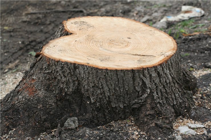 В Киевской области лесоруб-браконьер вырубил 132 дерева