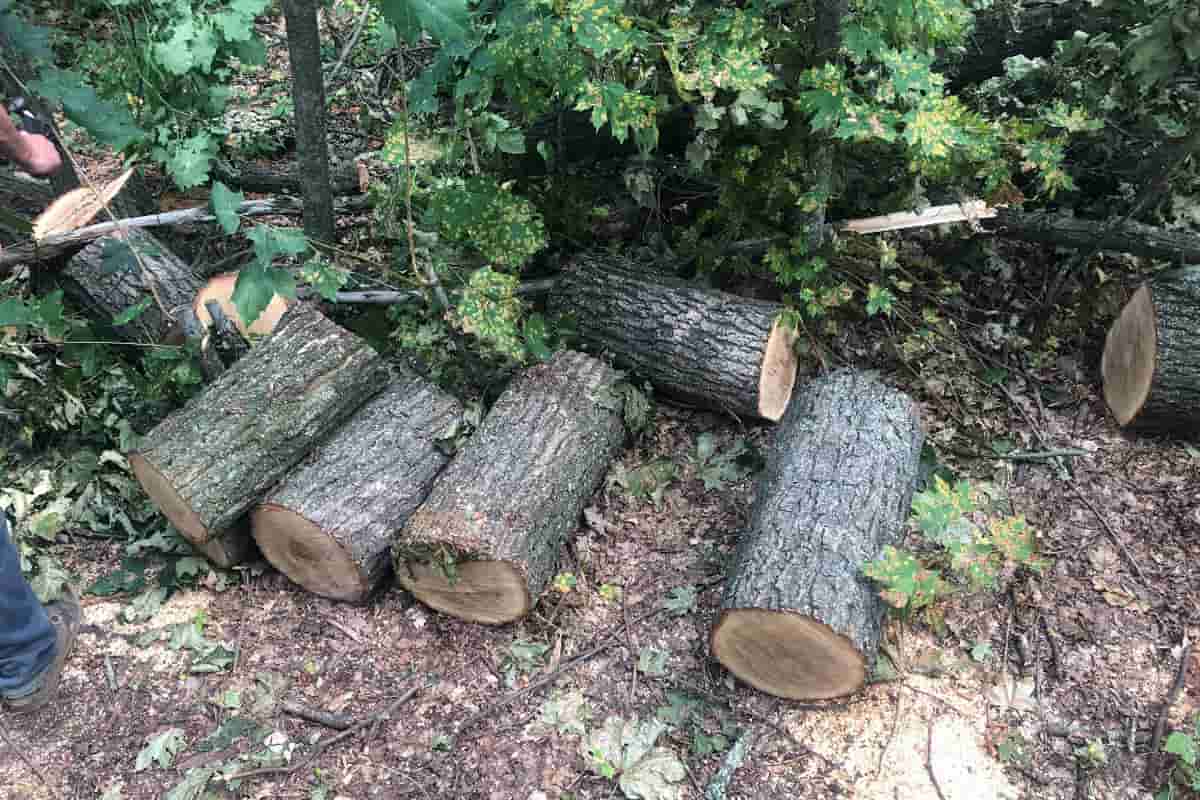 В Белоцерковском районе “черные” лесорубы снесли 61 дерево и причинили ущерб на сумму около шестисот тысяч гривен