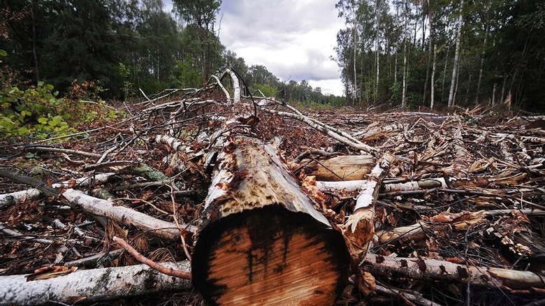 В Киевской области лесничий и работники ГСЧС незаконно вырубили лесные нсаждения на сумму 2 миллиона гривен