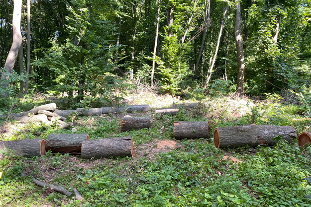 В Киевской области незаконно свалили почти три тысячи деревьев