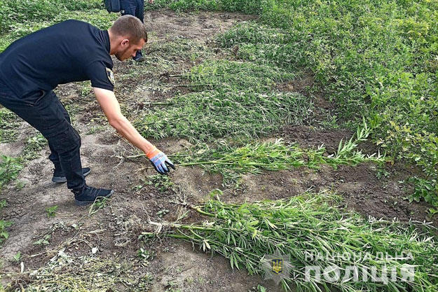 У Білоцерківському і Бориспільському районах виявили наркозлочинців