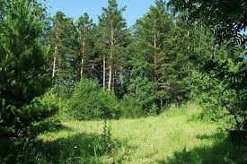 В Киевской области два гектара леса стоимостью 6 миллионов гривен незаконно передано в частную собственность