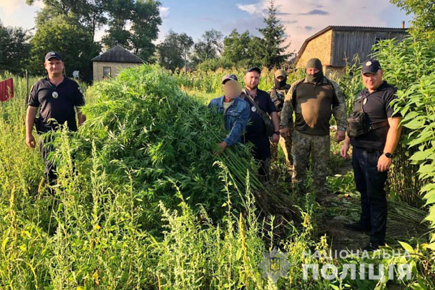 Житель Броварского района создал плантацию конопли. Правоохранители изъяли 120 кустов