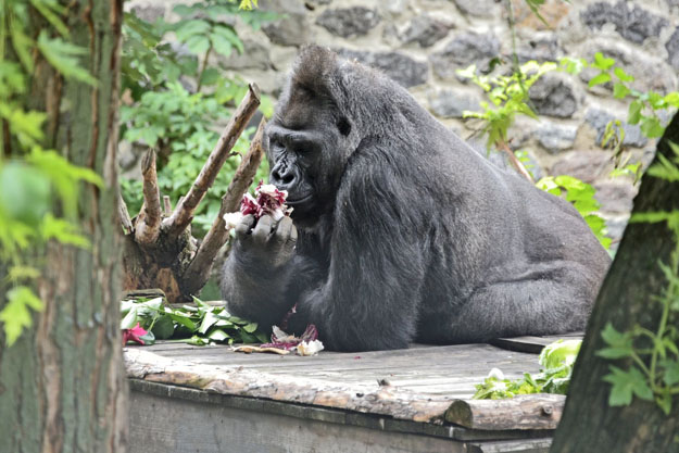 В киевском зоопарке 9-10 августа можно поздравить с днем ​​рождения гориллу Тони, разрисовав праздничную открытку (фото)