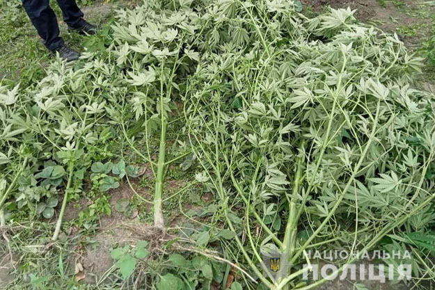 В Київській області місцевий мешканець створив плантацію коноплі
