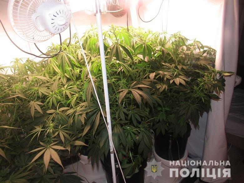 В Киеве приезжий из Закарпатья наладил в квартире выращивание конопли