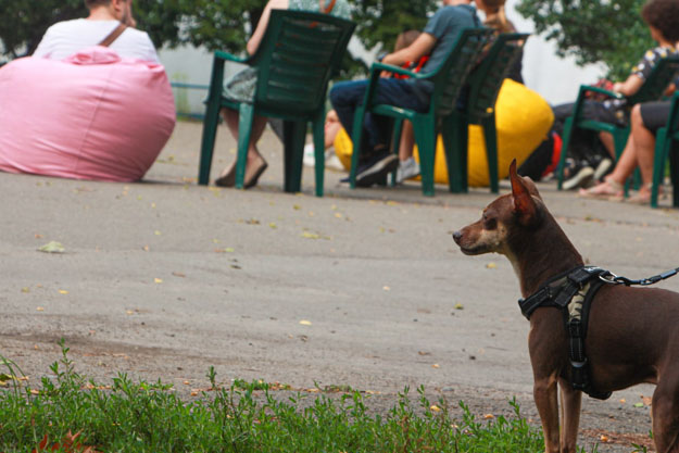 В Киеве провели бесплатный тренинг по оказанию неотложной помощи животным. К мероприятию присоединились более ста горожан (фото)