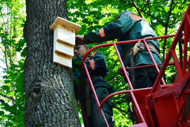 У Голосіївському парку імені Максима Рильського встановили 13 будиночків для кажанів (фото)