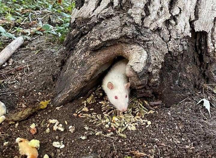В центре Киева в дупле дерева поселилась выброшенная крыса