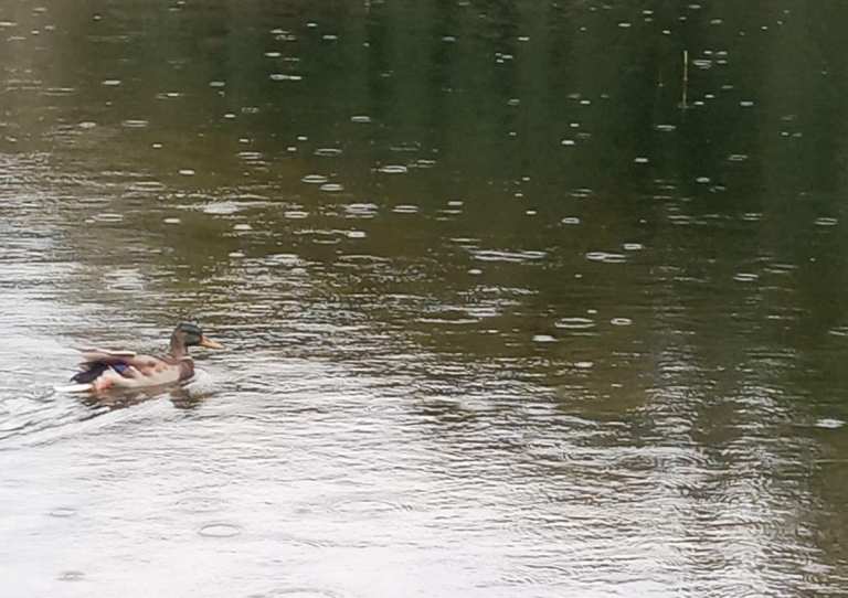 На озері у Києві загинули качки