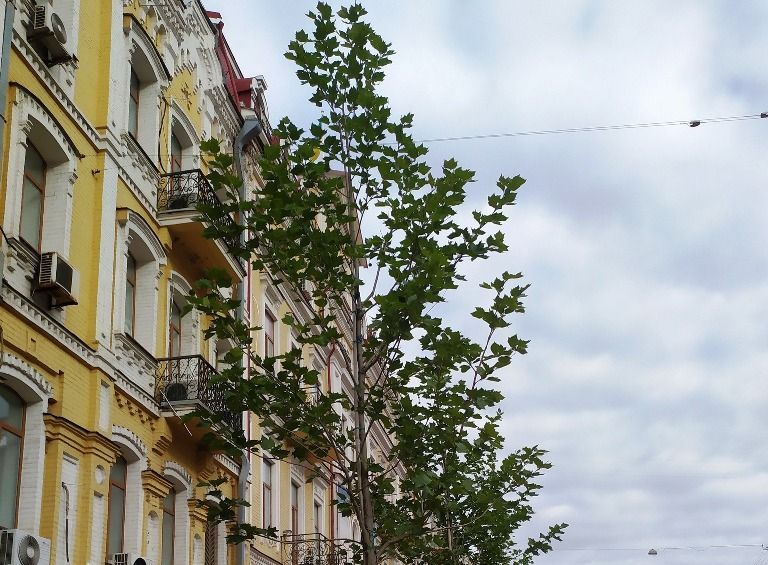 В центре Киева высадили аллею платанов