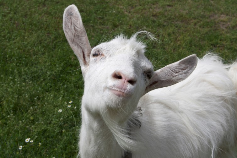 У козы из Киевской области нашли сибирскую язву