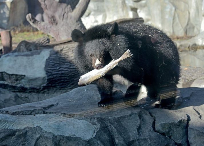 Киевлян приглашают посмотреть, как в зоопарке кормят медведей