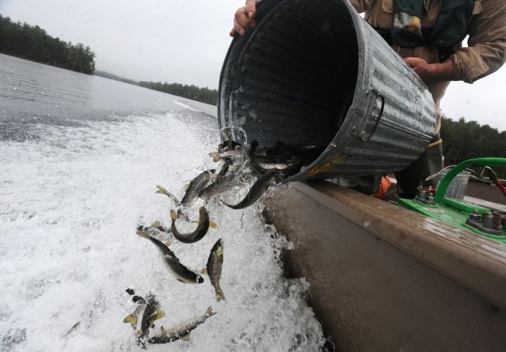 В Каневское водохранилище выпустили тонну рыбы (видео)