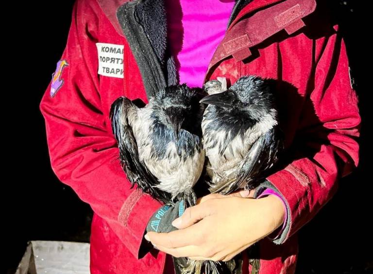 Заплуталися у мотузці: у Києві з дерева врятували птахів